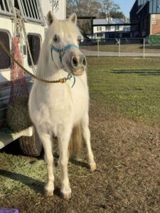 book a pony rental for your party
